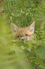 Red fox (Vulpes vulpes), A fox cub hides behind green leaves