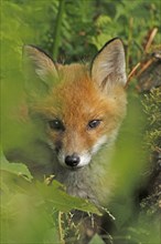 Red fox (Vulpes vulpes), young fox, portrait