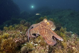 A Common Octopus (Octopus vulgaris), common octopus, on an algae-covered seabed underwater. Dive