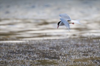 Arctic Arctic Tern (Sterna paradisea) in flight, Iceland, Europe