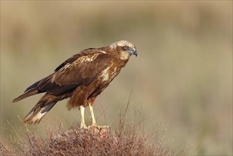 Western marsh-harrier (Circus aeruginosus), perch, Hides de El Taray / Raptor Hide, Villafranca de