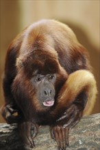 Venezuelan red howler (Alouatta seniculus), captive, occurring in South America