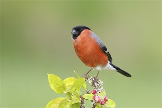 Eurasian bullfinch (Pyrrhula pyrrhula) male sitting on a branch with apple blossoms, bullfinch,