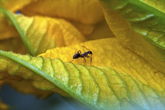 Ant (Formicidae) sitting on zuchini flower, Baden-Württemberg, Germany, Europe