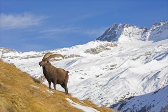 Alpine ibex (Capra ibex) male foraging in the snow in winter in the Gran Paradiso National Park,