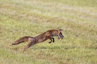 Red fox (Vulpes vulpes) hunting with mouthful of mice leaping through the air in freshly mowed