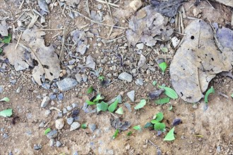 Leafcutter ants carrying part of a leaf, Serra da Canastra Mountains, Minas Gerais state, Brazil,