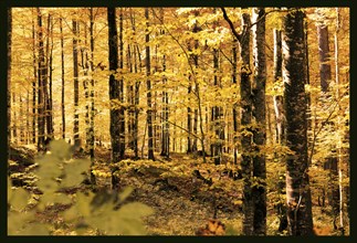 Autumn, forest, trees, discolouration, leaves, yellow, atmospheric, sunlight, Kreuth, Bavaria,