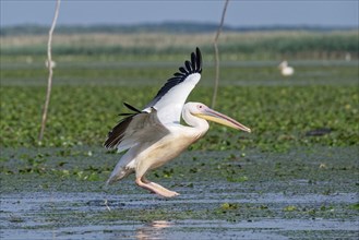 Pelican on the water of Lacul Isaccel, a lake in the Danube Delta. UNESCO Danube Delta Biosphere