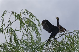 Cormorant on a bush on Lacul Isaccel, a lake in the Danube Delta. UNESCO Danube Delta Biosphere