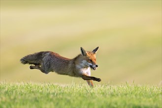 Red fox (Vulpes vulpes) running with caught mouse prey in mouth through freshly mowed meadow, cut