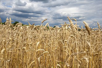 Wheat (Triticum) field, ripe wheat, Rhineland-Palatinate, Germany, Europe