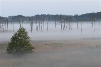 Foggy mood in the morning over the moor, Müritz National Park, Mecklenburg-Vorpommern, Germany,