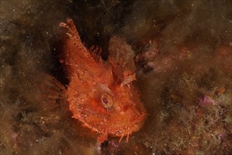 Red scorpionfish (Scorpaena scrofa), sea sow lying on the sea bed covered with algae, dive site Cap