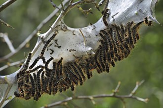 Caterpillar larvae of Small eggar (Eriogaster lanestris) moth living gregariously in silken web on