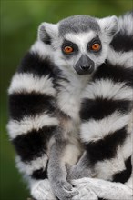 Ring-tailed lemur (Lemur catta), captive, occurring in Madagascar, Malaysia, Asia