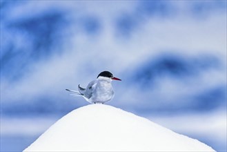 Arctic tern on top of a snow pile, Svalbard, Norway, Europe