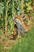 Red fox (Vulpes vulpes), young animal at the edge of a field, Hesse, Germany, Europe