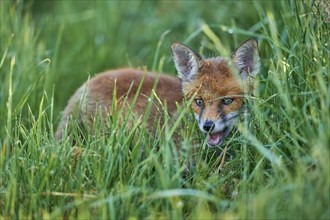 Red fox (Vulpes vulpes), young in meadow, morning dew, Hesse, Germany, Europe