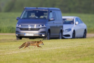 Solitary red fox (Vulpes vulpes) foraging in front of cars in freshly mowed meadow, cut grassland