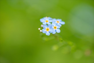 Close-up, Forget-me-not (Myosotis scorpioides), Deister, Calenberger Bergland, Schaumburg,