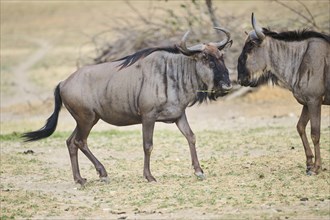 Blue wildebeest (Connochaetes taurinus) walking in the dessert, captive, distribution Africa