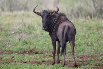 Blue wildebeest (Connochaetes taurinus taurinus), common wildebeest or brindled gnu, Kwazulu Natal