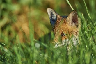 Red fox (Vulpes vulpes), young animal in meadow, portrait, Hesse, Germany, Europe