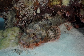 Fringed scorpionfish (Scorpaenopsis oxycephala), dive site Marsa Shona Reef, Egypt, Red Sea, Africa