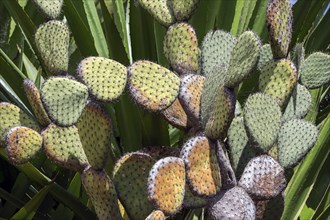 Cactus, Opuntia (Opuntia), Madeira, Portugal, Europe