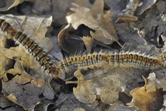 Pine processionary (Thaumetopoea pityocampa) moth caterpillars (Traumatocampa pityocampa) following