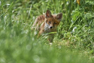 Red fox (Vulpes vulpes), young in meadow, Hesse, Germany, Europe