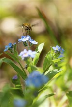 Bee fly (Bombyliidae) sitting on blue flowers of the forget-me-not (Myosotis), Bavaria, Germany,