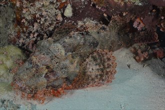 Fringed dragonhead (Scorpaenopsis oxycephala), Marsa Shona reef dive site, Egypt, Red Sea, Africa