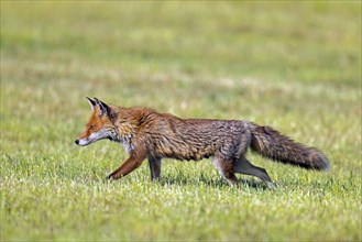 Solitary red fox (Vulpes vulpes) stalking prey in freshly mowed meadow, cut grassland in summer