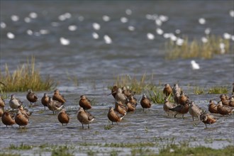 Bar-tailed Godwit (Limosa lapponica), mixed resting troop in the mudflats, Lower Saxony Wadden Sea