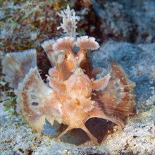 Frontal view of paddleflap rhinopias (Rhinopias eschmeyeri) spreading pectoral fins like a fan