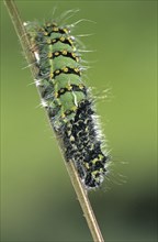 Small Emperor Moth (Saturnia pavonia) caterpillar (Eudia pavonia) sloughing skin, France, Europe