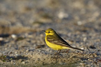 Yellow-headed wagtail (Motacilla flava flavissima), individual of the British subspecies