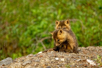 Two young cross foxes (Vulpes vulpes) sitting on the burrow, North Alaska, Alaska, USA, North