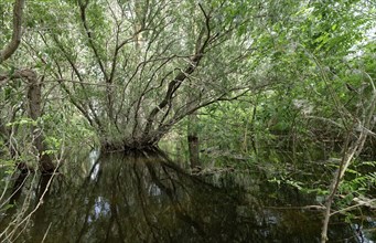 Trees, bushes and shrubs grow in the water on a side arm in the Danube Delta. UNESCO Danube Delta