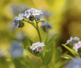 Blue flowers of the forget-me-not (Myosotis), Bavaria, Germany, Europe