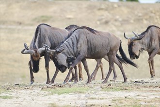 Blue wildebeest (Connochaetes taurinus) walking in the dessert, captive, distribution Africa