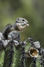 Harris antelope squirrel (Ammospermophilus harrisii) on Saguaro (Carnegiea gigantea) cactus, native