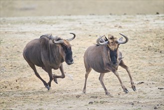 Blue wildebeest (Connochaetes taurinus) running in the dessert, captive, distribution Africa