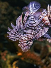 Pacific red lionfish (Pterois volitans) in the Aquarium, Oceanario de Lisboa, Lisbon, Portugal,