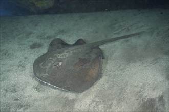 Round stingray (Taeniura grabata), dive site El Cabron Marine Reserve, Arinaga, Gran Canaria,