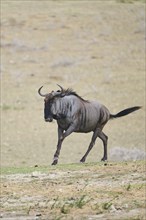 Blue wildebeest (Connochaetes taurinus) running in the dessert, captive, distribution Africa