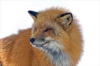 Red fox (Vulpes vulpes) in thick winter fur, snow crystals on the face, close-up, Northwest