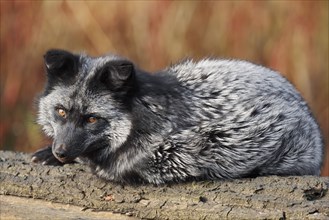 Red fox (Vulpes vulpes), silver phase or silver fox lying on a tree trunk in autumn, captive,